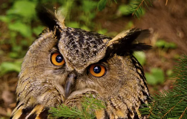 Picture eyes, birds, photo, owl, owl, fauna, Finland