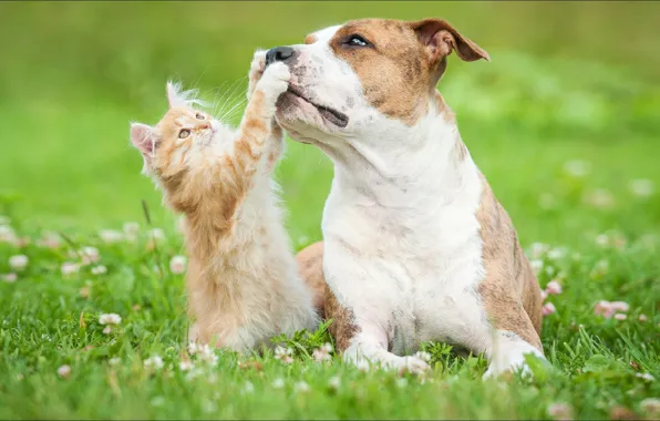 Picture game, cat, dog, two, animal, friendship