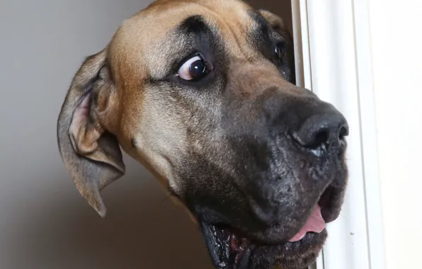 Picture eyes, face, dog, the door, dog, great Dane