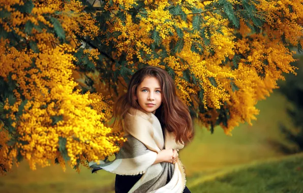 Picture girl, branches, tree, girl, brown hair, acacia, Mimosa, teen