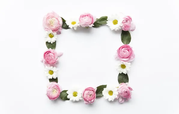 Picture flowers, chamomile, pink, pink, flowers, peonies, peonies, camomile, frame, floral