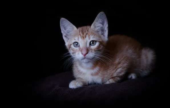 Picture cat, look, kitty, the dark background, red kitten