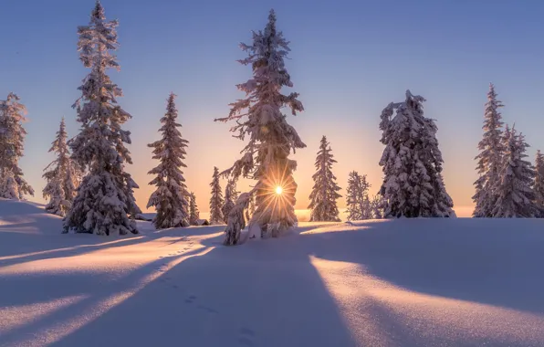 Picture winter, the sun, snow, trees, nature, home, the evening
