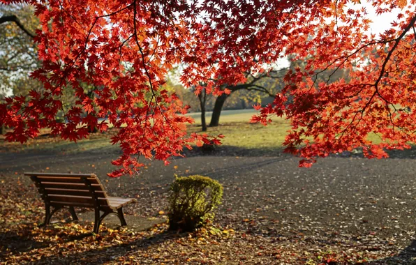 Picture Autumn, Bench, Park, Fall, Foliage, Park, Autumn, Colors, Leaves