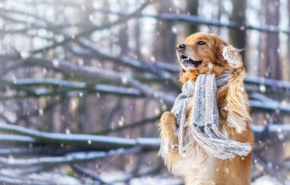 Picture winter, snow, mood, dog, scarf, stand