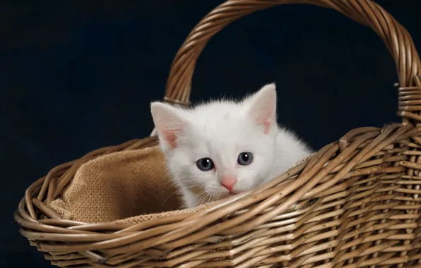 Picture look, kitty, background, basket, baby, muzzle, white kitten