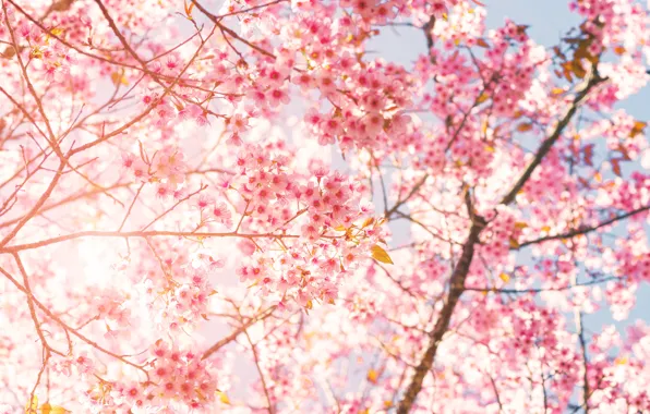 Picture flowers, nature, tree, Sakura, flowering