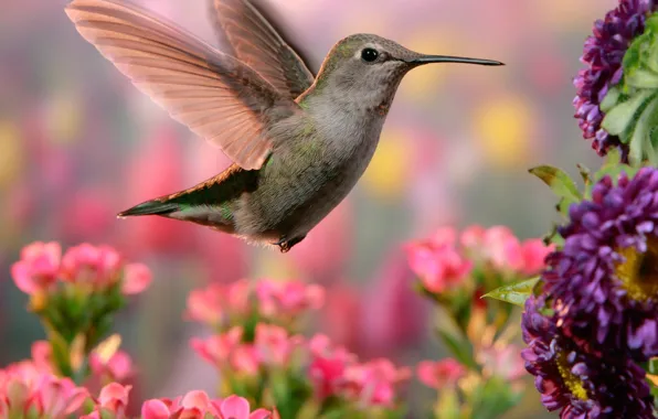 Picture flowers, nature, Hummingbird, bird, bokeh