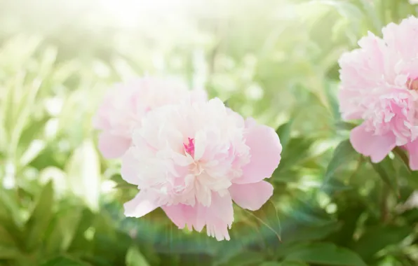 Picture flowers, spring, pink, flowering, peonies