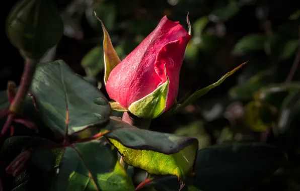 Picture red, rose, Bud