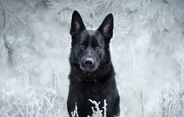 Picture frost, look, face, branches, dog, black, German shepherd