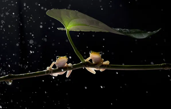 Picture sheet, branch, frogs, black background, bokeh