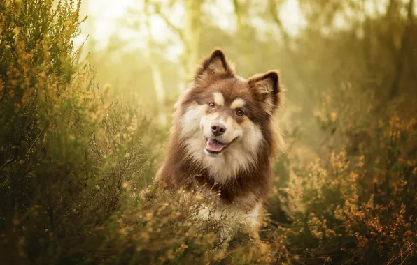 Picture grass, look, face, dog, Finnish lapphund