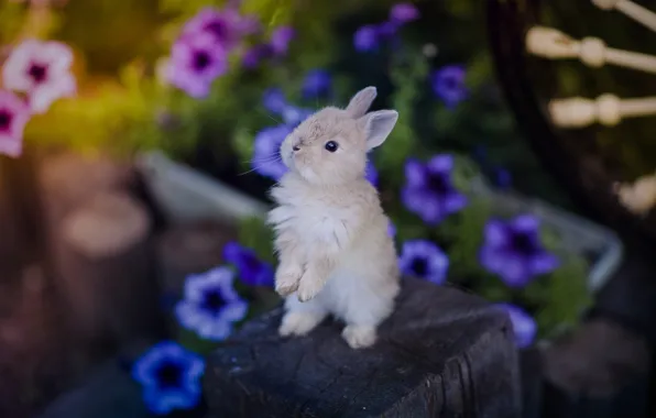 Picture flowers, small, rabbit