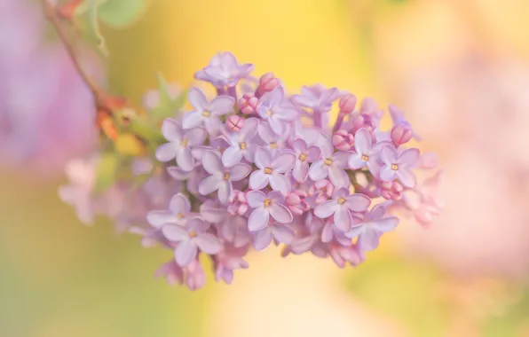 Picture macro, background, branch, bunch, lilac, inflorescence