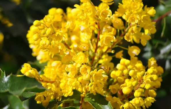 Picture Spring, Spring, Flowering, Flowering, Yellow flowers, Yellow flowers, Mahonia, Mahonia