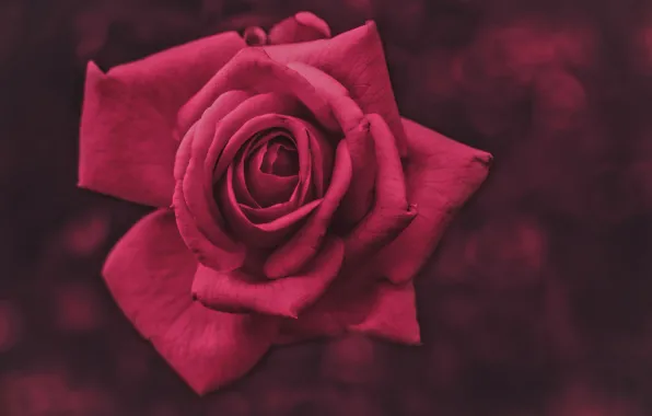 Picture background, rose, petals, Bud