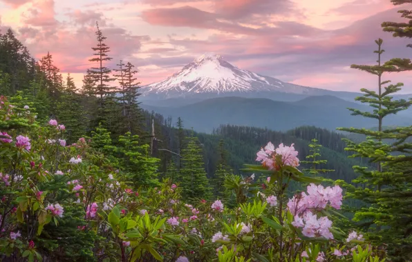 Picture forest, the sky, flowers, mountain