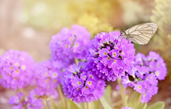 Picture flowers, nature, butterfly, nature, butterfly, flowers, spring, purple, earlybloomer