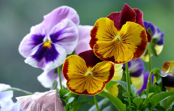 Picture macro, petals, Pansy, Violet Pansy