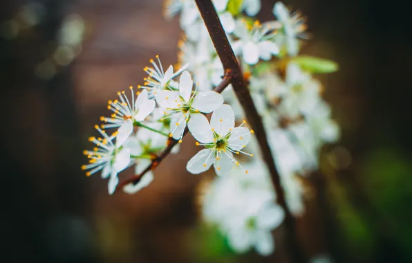 Picture flowers, nature, spring, beautiful, may, Apple