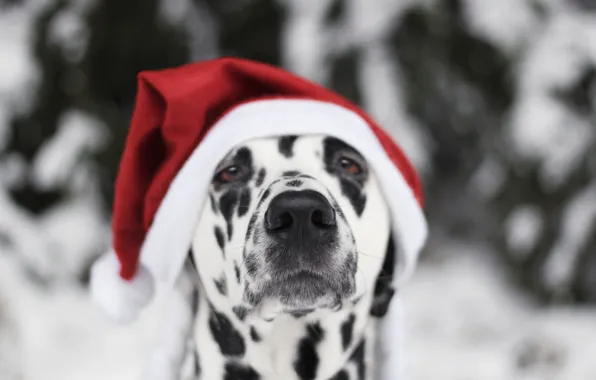 Picture snow, dog, New Year, Christmas, Christmas, dog, 2018, Merry Christmas, Xmas, funny, cute, decoration, santa …