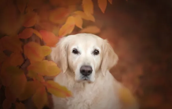 Picture autumn, look, face, leaves, dog, bokeh, Golden Retriever, Golden Retriever