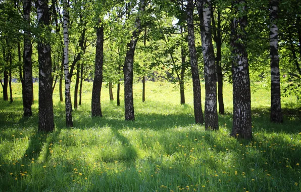 Picture spring, birch, grove, green grass