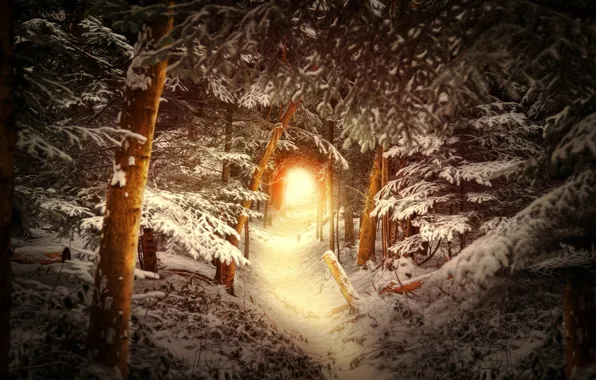 Wallpaper winter, forest, snow, trees, trail, the tunnel, the 