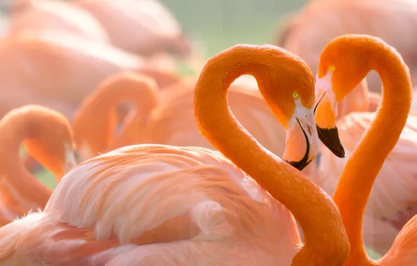 Wallpaper love, birds, background, heart, portrait, pair, lovers, Flamingo,  wildlife, bright plumage, pink flamingos, neck, child of sunset, love and  flamingos images for desktop, section животные - download