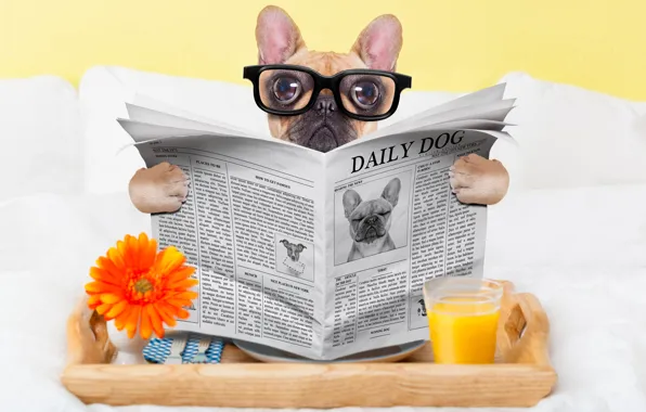 Picture glass, dog, humor, juice, glasses, newspaper, eyepieces