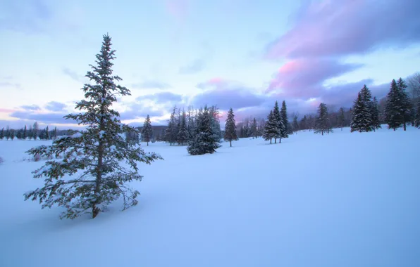 Picture winter, snow, trees, ate, Canada, Canada, Quebec, QC