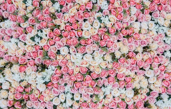 Picture flowers, background, roses, pink, buds, pink, flowers, roses, bud