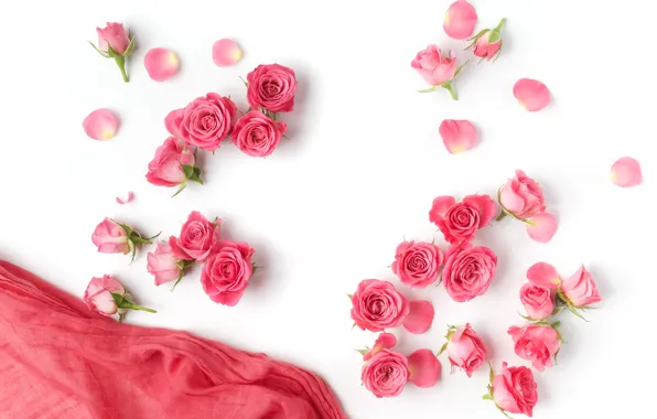 Picture roses, buds, pink, flowers, romantic, roses, valentine`s day