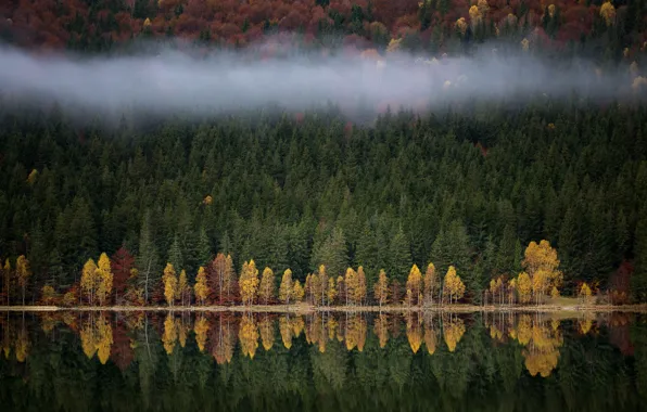 Picture autumn, forest, nature, fog, lake, river