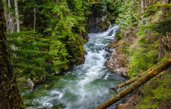 Picture forest, river, Washington, Washington State, Denny Creek