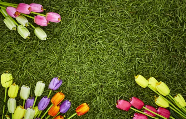 Picture grass, flowers, spring, colorful, tulips, flowers, tulips, spring, decoration