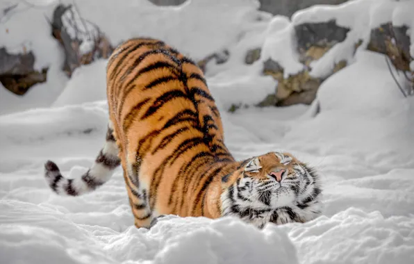 Picture winter, snow, wild cat, tigress, potyagushki