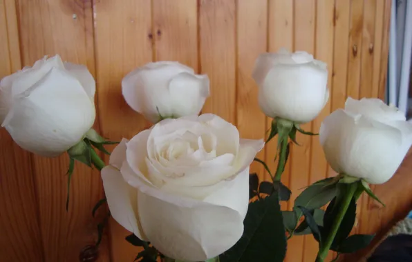Picture gift, roses, white