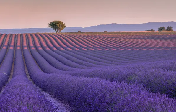 Picture field, tree, France, France, lavender, Valensole, Valensole