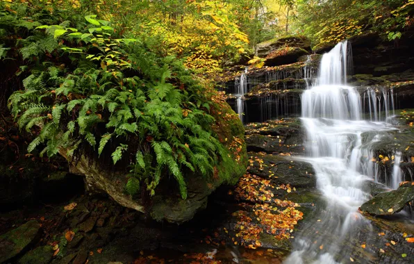 Picture autumn, forest, waterfall, PA, fern, cascade, Pennsylvania, Ricketts Glen State Park