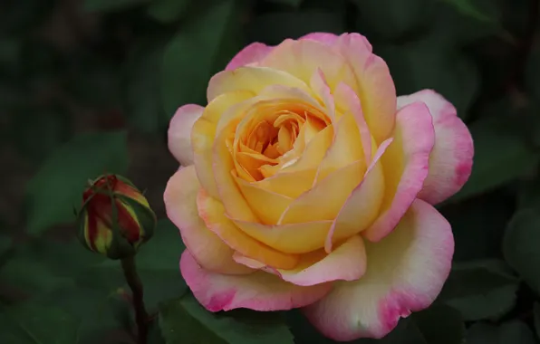 Picture macro, rose, petals, Bud, rosebud