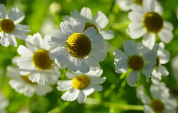Picture summer, flowers, nature, chamomile, plants, many, flora, feverfew