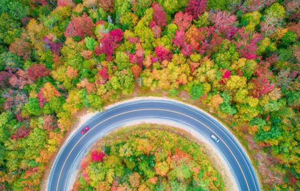 Picture road, autumn, forest, trees, machine, nature, the view from the top