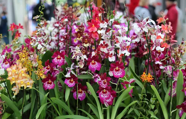 Picture Park, Orchids, colorful flowers