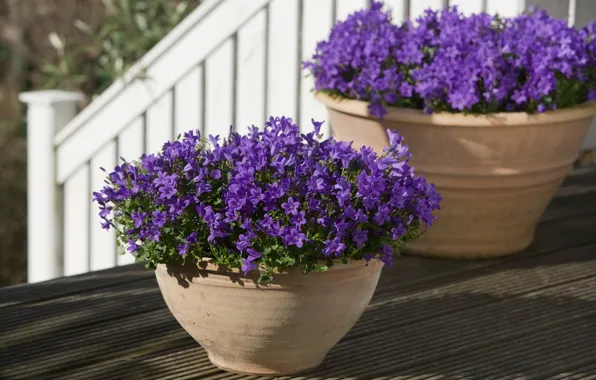 Picture purple, flowers, bells, pots