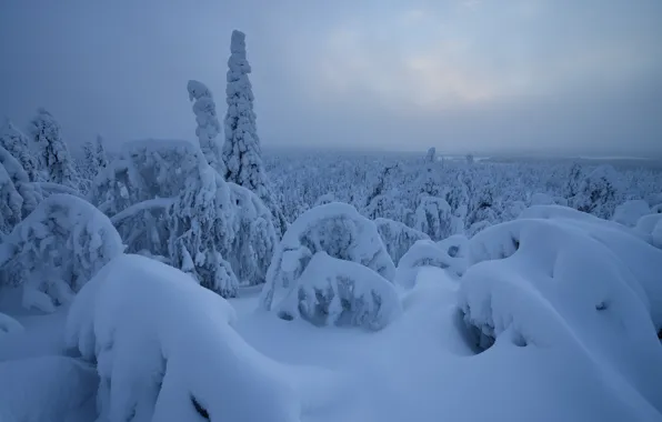 Picture winter, forest, snow, trees, Hand, the snow, Finland, Finland, Rukatunturi