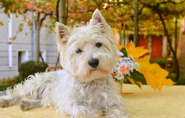 Picture Dog, Dog, The West highland white Terrier