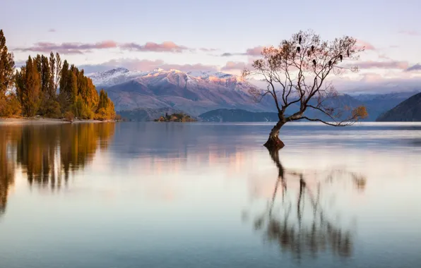 Picture autumn, mountains, birds, lake, tree, New Zealand