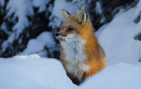 Picture winter, snow, Fox, beauty, the snow, red